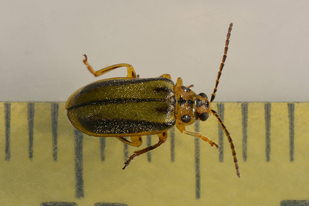Chrysomelidae: Galerucella (Xanthogaleruca) luteola, ex Xanthogaleruca luteola